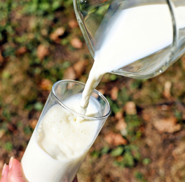 Milk Processing Machine